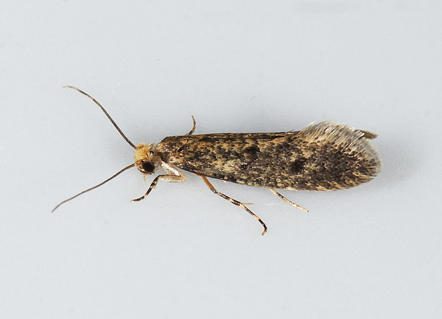 Sparvbomal, Brown-dotted Clothes Moth, Niditinea fuscella